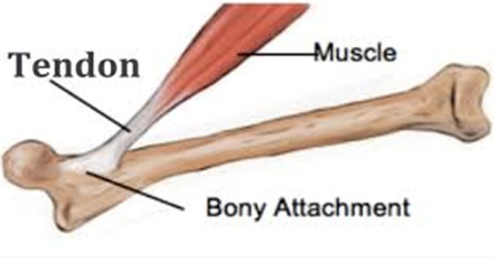 The Truth About Tendons